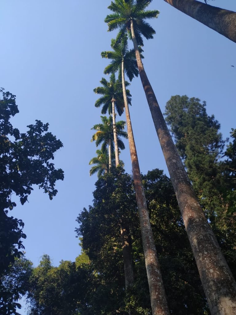 Reabertura: Parque Lage RJ