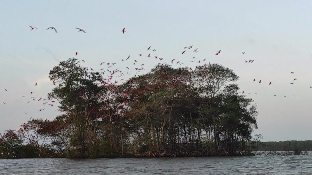 Passeio ao Delta do Parnaíba com revoada dos Guarás