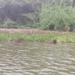 Passeio de barco no Pantanal