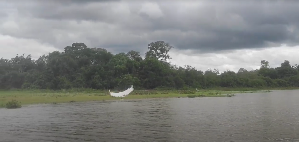 O que fazer no Pantanal
