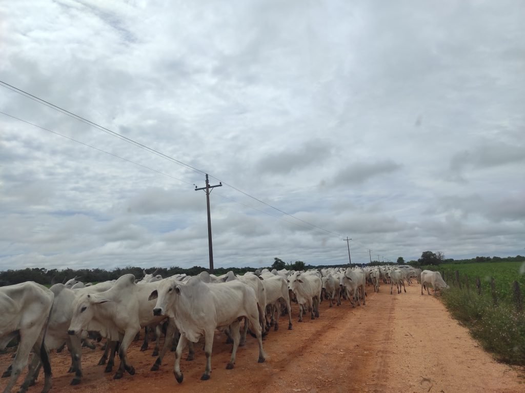 O que fazer no Pantanal