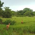 cervo-do-pantanal