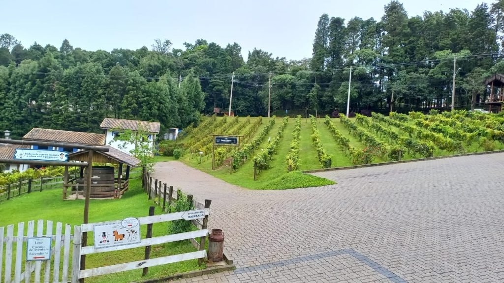 Rota do vinho em São Roque: Roteiro de 1 dia