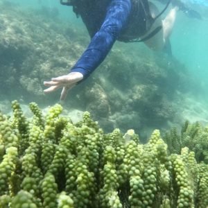 Descubra a Joia do Nordeste: 5 Lugares Imperdíveis em João Pessoa